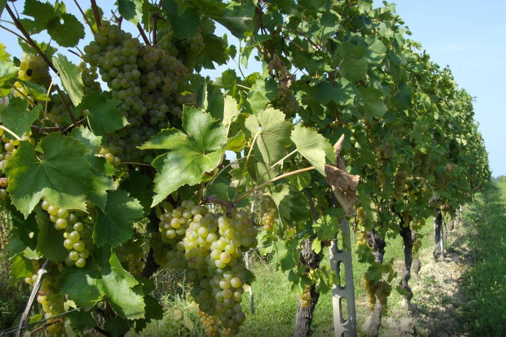 Cascina Tabachera X10 Country House Sirmione Garda Lake بوتسولينغو المظهر الخارجي الصورة